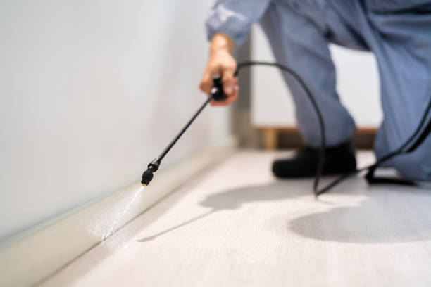 Licensed Wasp Control service in Whidbey Island Station, WA - Nex Pest Control